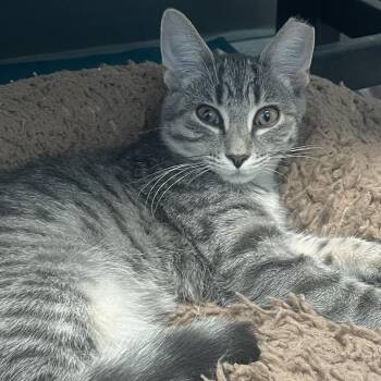 Cersei -  Domestic Short Hair Cat for Adoption in New Philadelphia, Ohio - Cersei | PetCurious