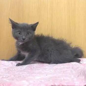 Gracie -  Domestic Short Hair Cat for Adoption in Brentwood, Missouri - Gracie | PetCurious