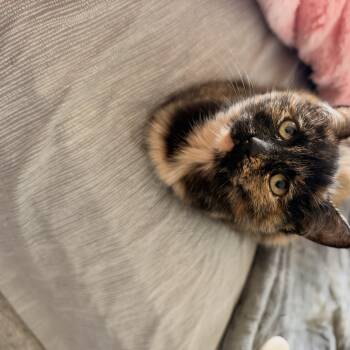 Roo -  Domestic Short Hair Cat for Adoption in East Lansing, Michigan - Roo | PetCurious