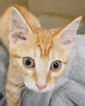 Sour Patch -  Domestic Short Hair Cat for Adoption in Bloomington, Indiana - Sour Patch | PetCurious