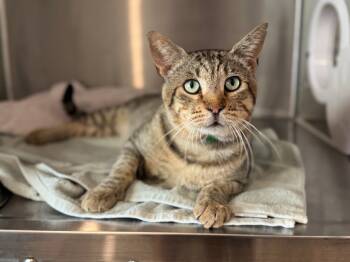 Rescue Domestic Short Hair Cats for Adoption - Jimmy | PetCurious