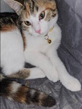 Rescue American Shorthair Cats for Adoption in Evans City, Pennsylvania - Sassy | PetCurious