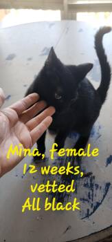 Rescue American Shorthair Cats for Adoption in Lexington, South Carolina - Mina | PetCurious