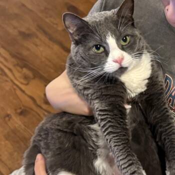 Domestic Short Hair Cats Available for Adoption - Fruity Pebbles | PetCurious