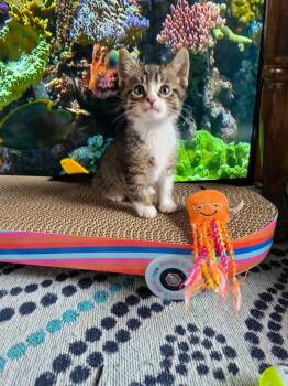 C328 Litter Joey -  Domestic Short Hair and Tabby Cat for Adoption in Livonia, Michigan - C328 Litter Joey | PetCurious