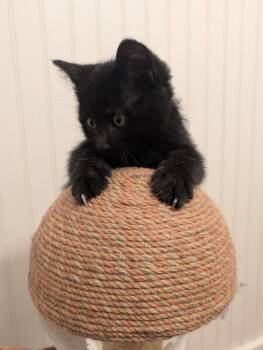 Domestic Short Hair Cats Available for Adoption in Fort Collins, Colorado - Velvet Whisper | PetCurious