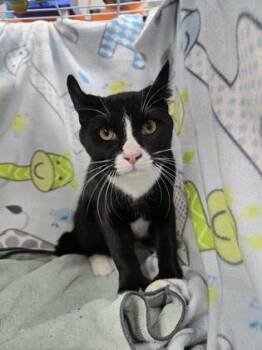 American Curl and Domestic Short Hair Cats Available for Adoption in Gainesville, Florida - Ryan | PetCurious