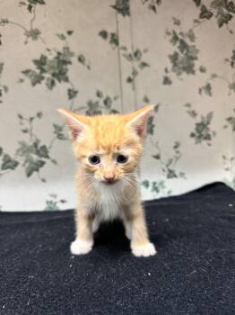 Rescue Domestic Medium Hair Cats for Adoption in Shelby County, Texas - Baxter | PetCurious