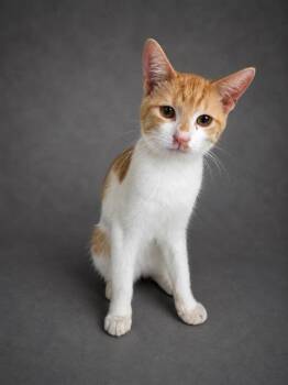 A1272326 -  Domestic Short Hair Cat for Adoption in Winter Haven, Florida - A1272326 | PetCurious