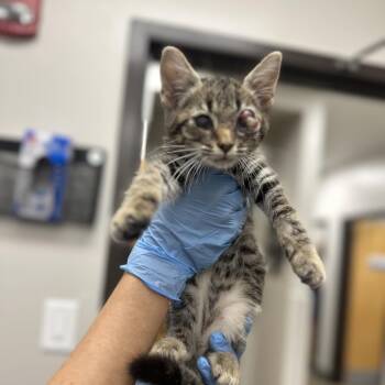 Ange -  Domestic Short Hair Cat for Adoption in Columbiana, Alabama - Ange | PetCurious