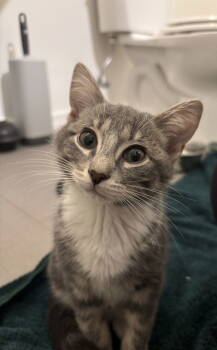 Rescue Domestic Short Hair Cats for Adoption in Broomall, Pennsylvania - Poppy | PetCurious