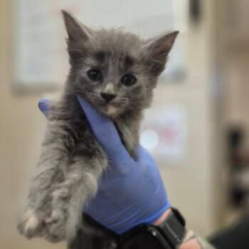 Eva -  Domestic Short Hair Cat for Adoption in Birmingham, Alabama - Eva | PetCurious