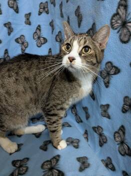 Rostam -  Domestic Short Hair Cat for Adoption in Saint Paul, Minnesota - Rostam | PetCurious