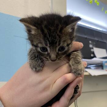 Domestic Short Hair Cats Available for Adoption in Philadelphia, Pennsylvania - Bam Bam FKA Hippo | PetCurious