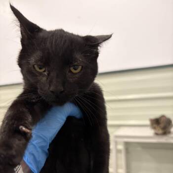 20260808-A3 Mylanta -  Domestic Short Hair Cat for Adoption in Chehalis, Washington - 20260808-A3 Mylanta | PetCurious
