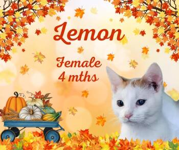 Rescue Domestic Short Hair Cats for Adoption in Tama, Iowa - Lemon | PetCurious