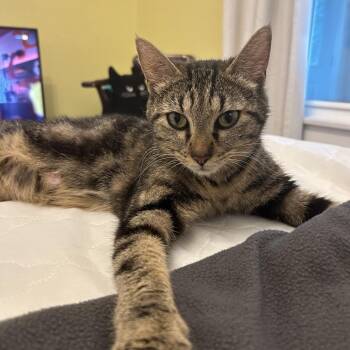Cersei -  Domestic Short Hair Cat for Adoption in Columbia, Missouri - Cersei | PetCurious
