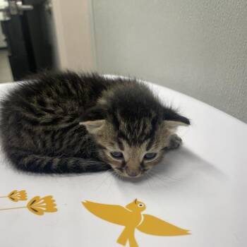 Joseph -  Domestic Short Hair Cat for Adoption in Tampa, Florida - Joseph | PetCurious