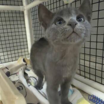Buick -  Domestic Short Hair Cat for Adoption in Buellton, California - Buick | PetCurious