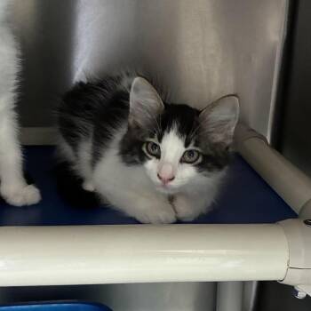 Rob Rukus -  Domestic Medium Hair Cat for Adoption in Carencro, Louisiana - Rob Rukus | PetCurious