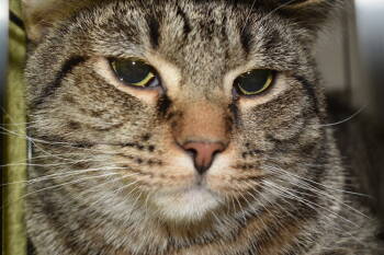 Rescue Tabby and Domestic Short Hair Cats for Adoption in Loveland, Ohio - Ziggy | PetCurious