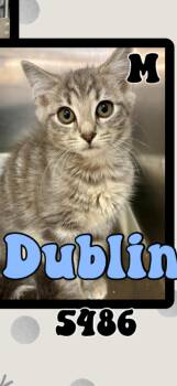 Dublin -  American Shorthair Cat for Adoption in Marvin, North Carolina - Dublin | PetCurious