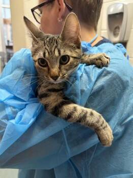 Goldenflower -  Domestic Short Hair Cat for Adoption in Fairfax, Virginia - Goldenflower | PetCurious