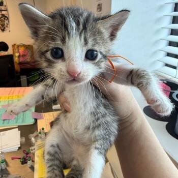 Domestic Short Hair Cats Available for Adoption in Austin, Texas - Rover 6 | PetCurious
