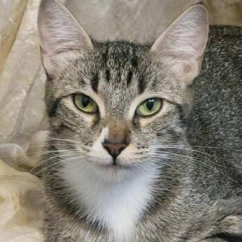 Rescue Tabby and Domestic Short Hair Cats for Adoption in Antioch, California - Pecan | PetCurious