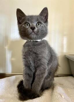 AUDREY -  Domestic Short Hair Cat for Adoption in San Francisco, California - AUDREY | PetCurious