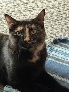 Acadia -  Domestic Short Hair Cat for Adoption in Denver, Colorado - Acadia | PetCurious