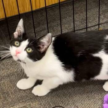 Pistachio -  Domestic Short Hair Cat for Adoption in Buffalo, New York - Pistachio | PetCurious