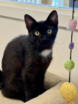 Domestic Short Hair Cats Available for Adoption in Norwalk, Connecticut - Ada | PetCurious