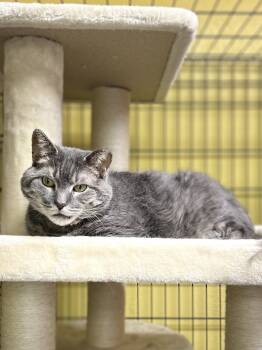 Rescue Domestic Medium Hair Cats for Adoption in Temperance, Michigan - Lucy | PetCurious