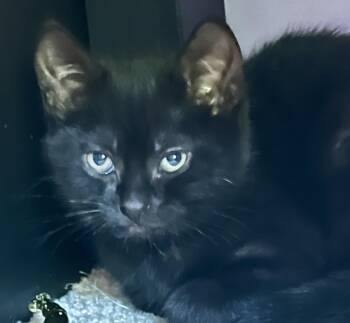 Domestic Short Hair Cats Available for Adoption in Andover, Connecticut - Inky | PetCurious