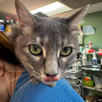 luna -  Domestic Medium Hair Cat for Adoption in Madill, Oklahoma - Luna | PetCurious