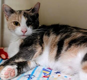 Martina -  Domestic Short Hair Cat for Adoption in St. Augustine, Florida - Martina | PetCurious