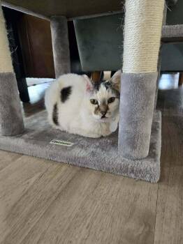 Edith -  Domestic Short Hair Cat for Adoption in Tucson, Arizona - Edith | PetCurious