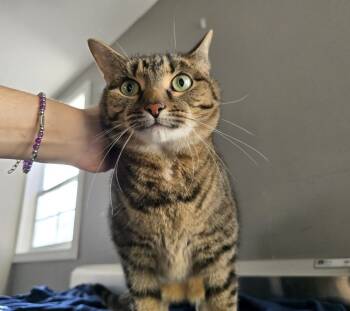 Rescue Domestic Short Hair Cats for Adoption in Dickson, Tennessee - Amira | PetCurious