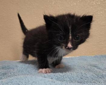 Comet -  Domestic Short Hair Cat for Adoption in Vancouver, Washington - Comet | PetCurious