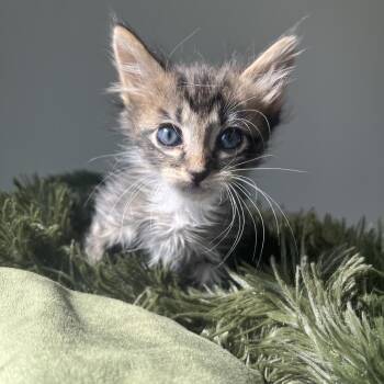 N. Brio -  Domestic Short Hair Cat for Adoption in Boulder, Colorado - N. Brio | PetCurious