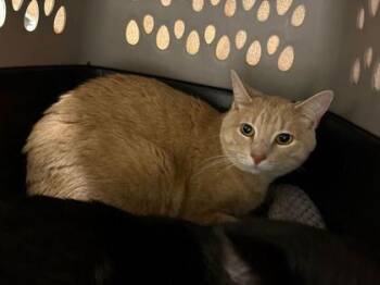 Potato -  Domestic Short Hair Cat Available for Adoption in Kansas City, Missouri - Potato | PetCurious