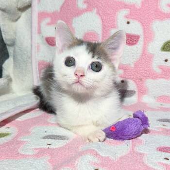 Rescue Domestic Short Hair Cats for Adoption in San Diego, California - Retrograde | PetCurious