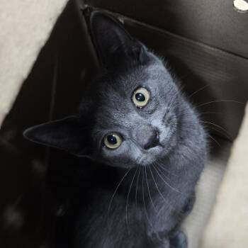 Kit Kat -  Domestic Short Hair Cat for Adoption in Newark, New Jersey - Kit Kat | PetCurious