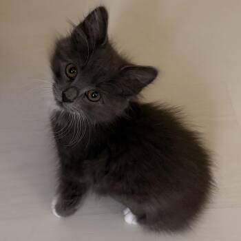 Chibbs -  Domestic Medium Hair and Russian Blue Cat for Adoption in UNIVERSITY PA, Maryland - Chibbs | PetCurious