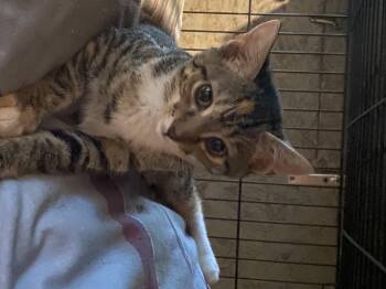 Rescue Domestic Short Hair Cats for Adoption in Eagleville, Tennessee - Lavergne | PetCurious