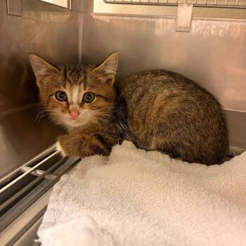 Dale -  Domestic Short Hair Cat for Adoption in Bristol, Indiana - Dale | PetCurious
