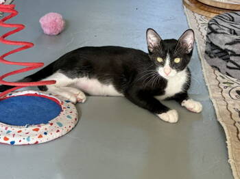 Rescue Domestic Short Hair Cats for Adoption in Phoenix, Arizona - Bart Bonded With Simpson | PetCurious