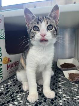 Pudding -  Domestic Short Hair Cat for Adoption in Westland, Michigan - Pudding | PetCurious