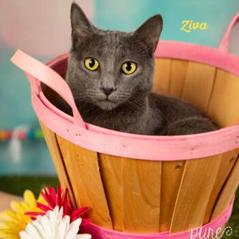 Rescue Domestic Short Hair Cats for Adoption in Springfield, Missouri - Ziva | PetCurious